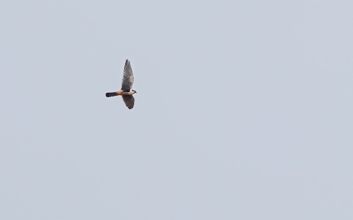 Aplomado Falcon - ML646823639