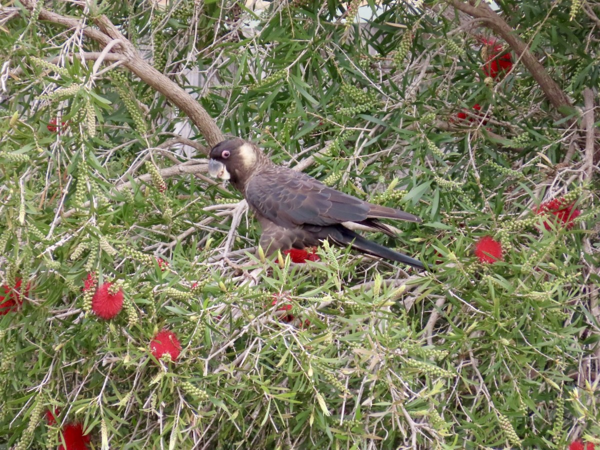 hvitkinnkakadu - ML646823641