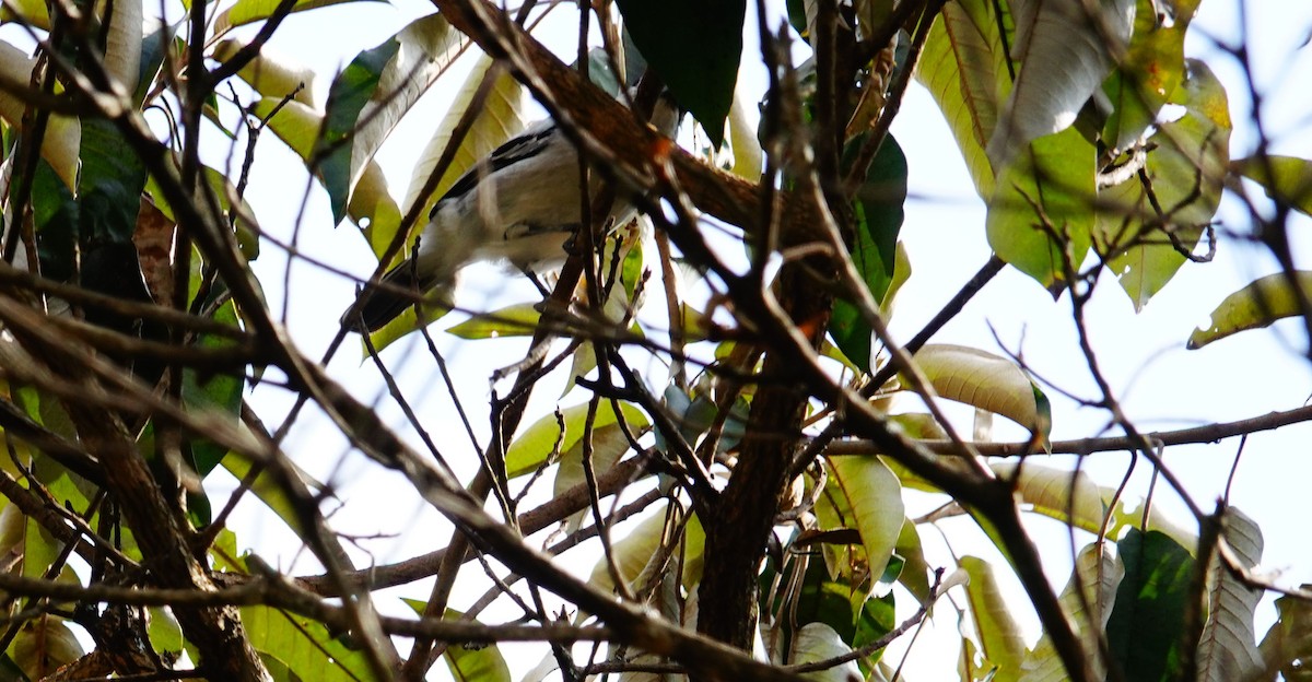 Kara Sırtlı Pofuduksırt - ML646823642