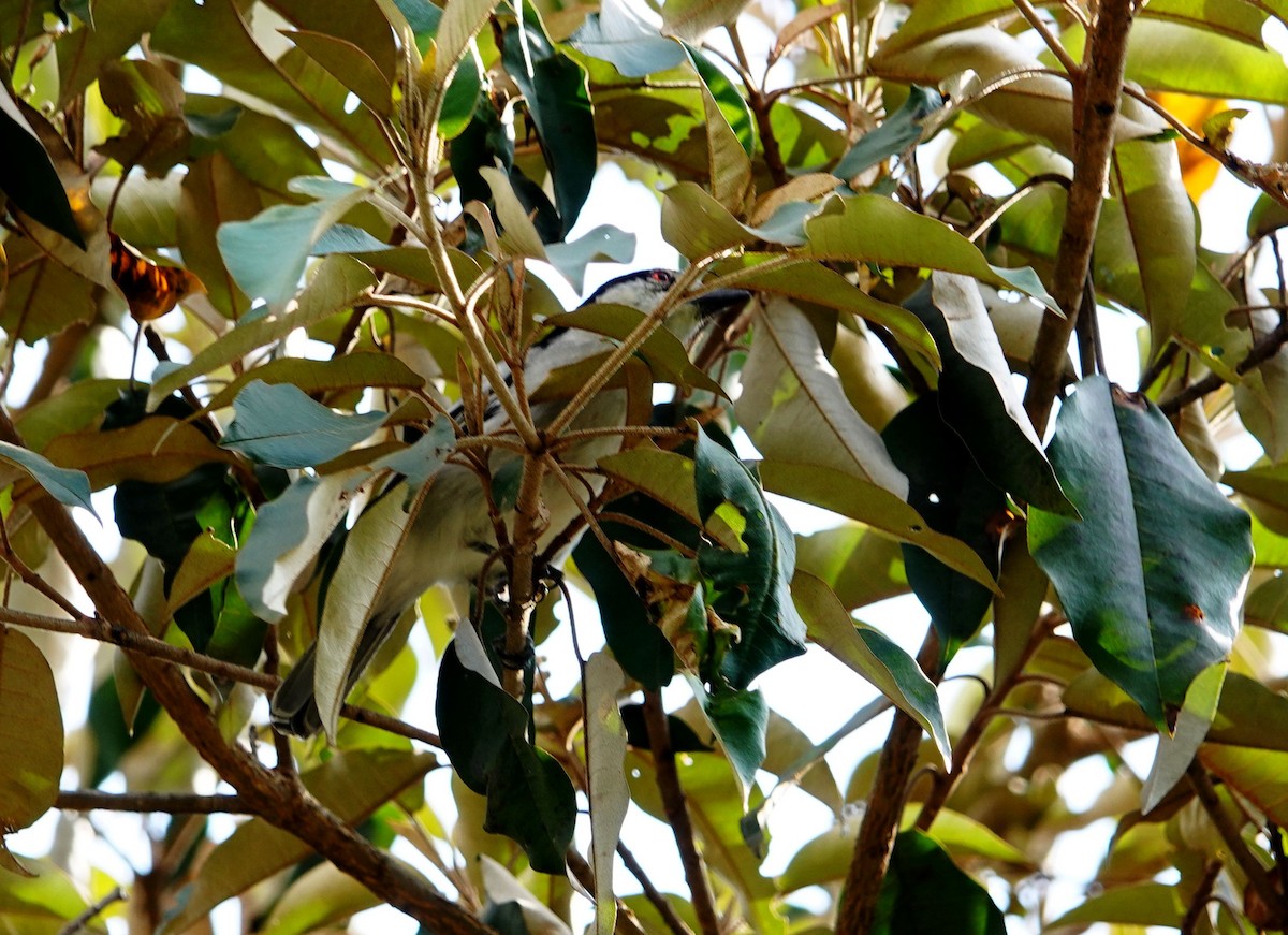 Kara Sırtlı Pofuduksırt - ML646823643