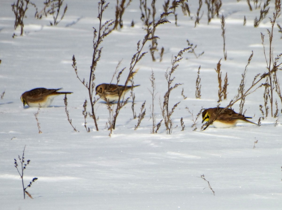 lappspurv - ML646823644