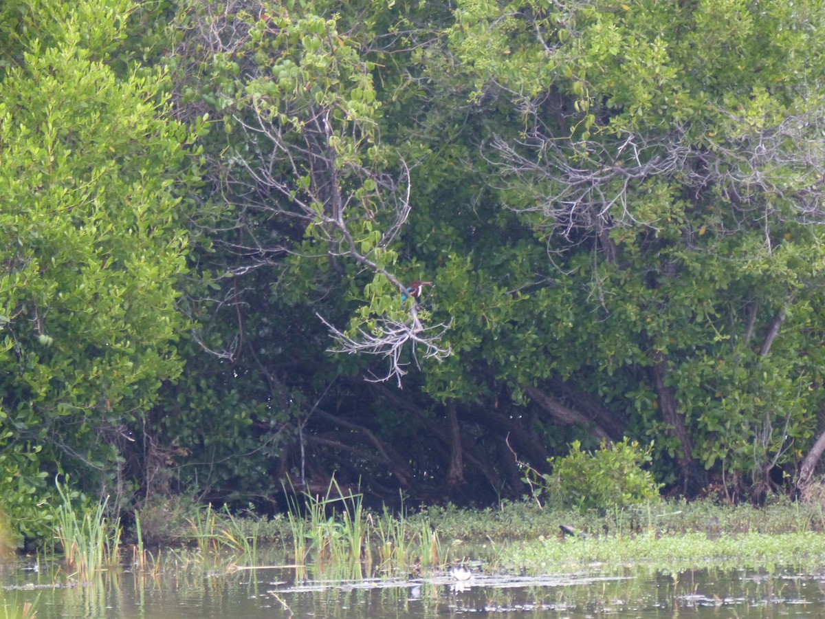 Martin-chasseur de Smyrne - ML646823645