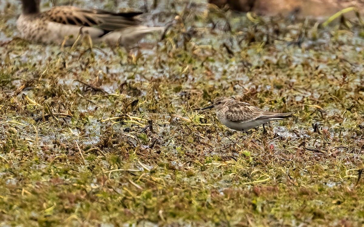 חופית בירד - ML646823646