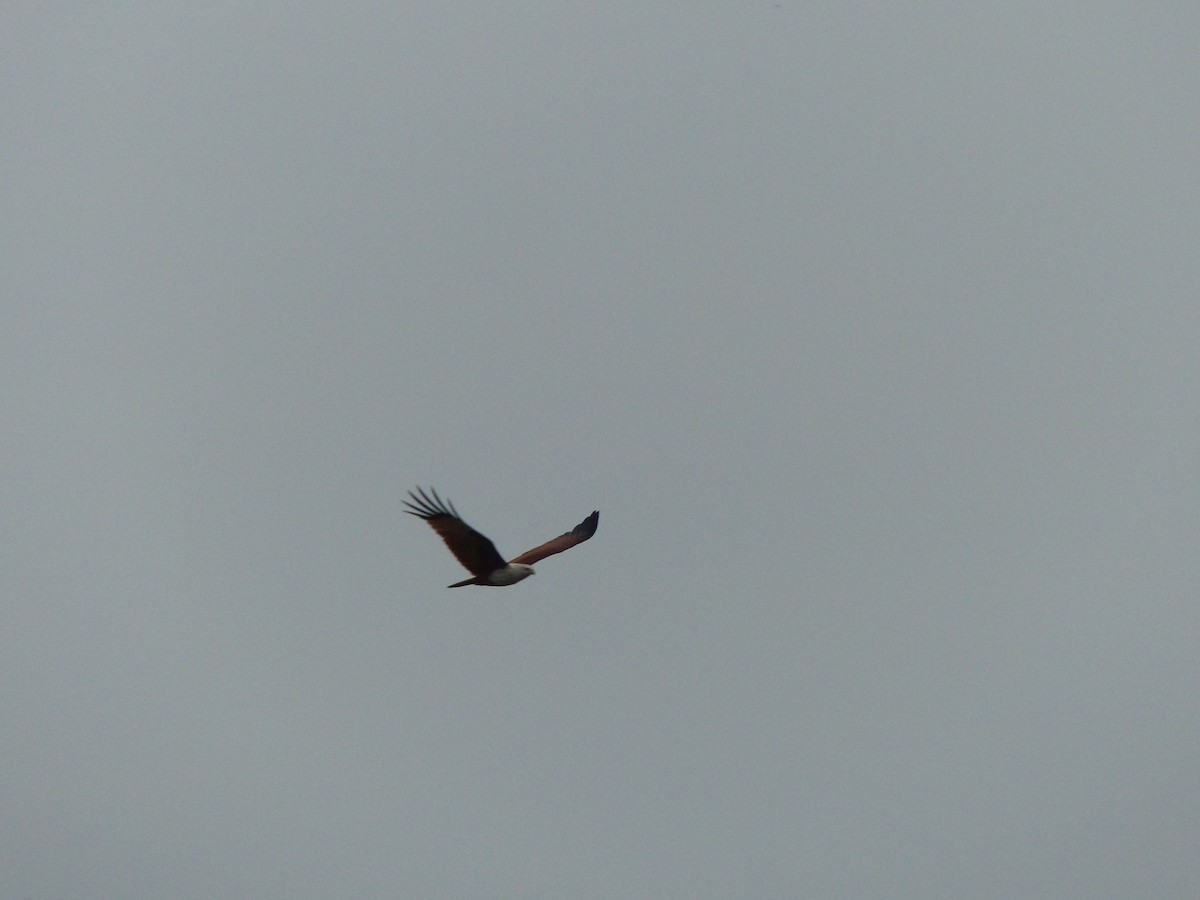 Milan sacré - ML646823648