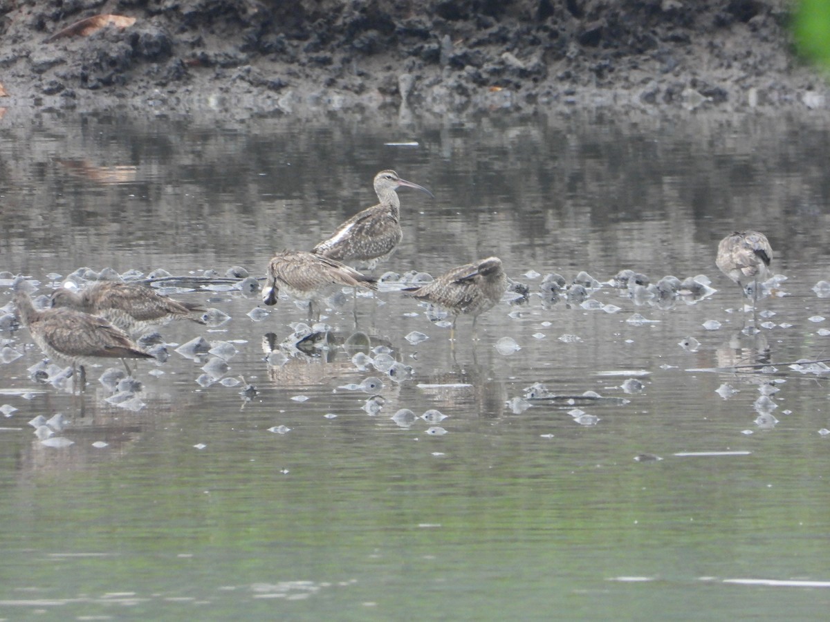 småspove - ML646823649