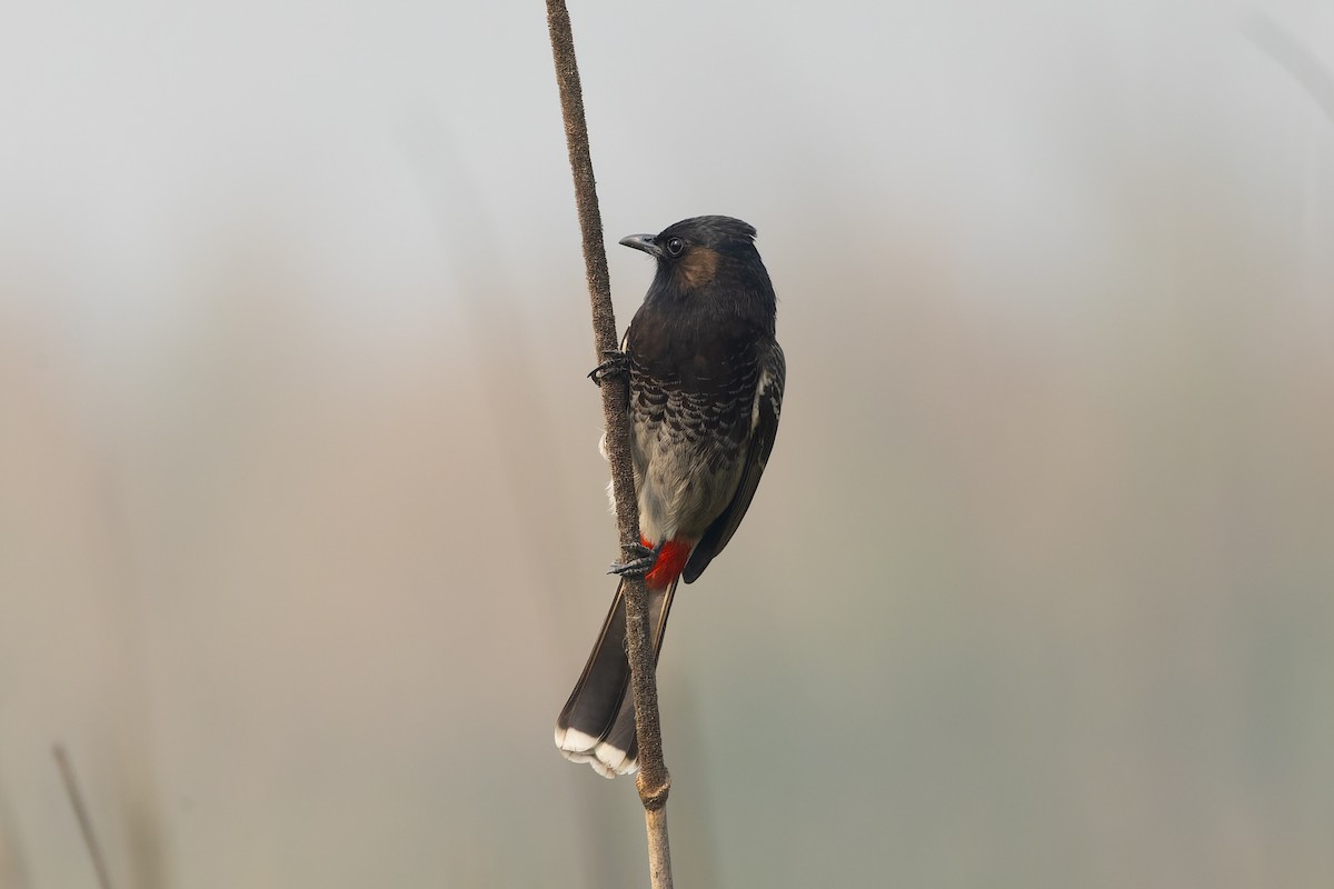 Red-vented Bulbul - ML646823650