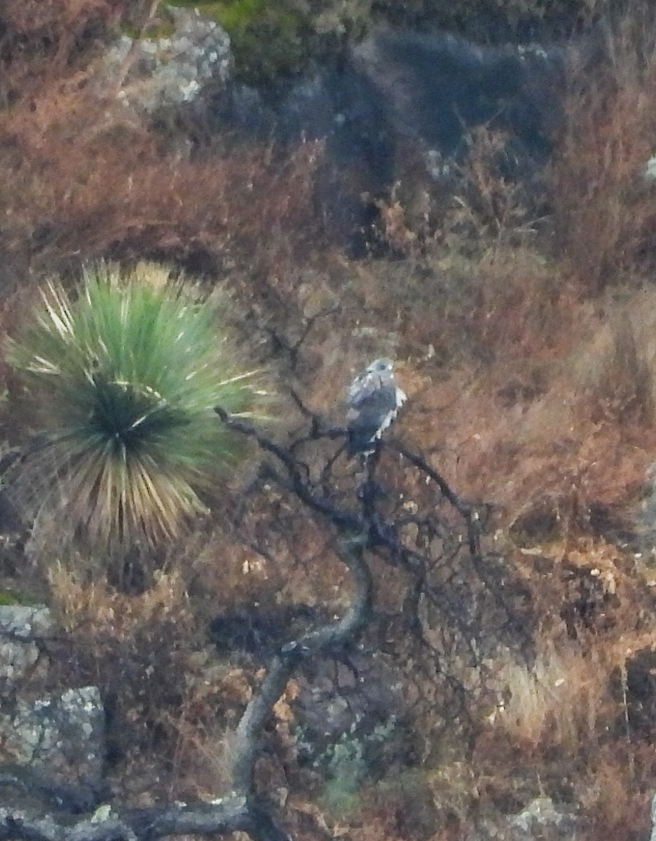 hvitstjertvåk - ML646823651