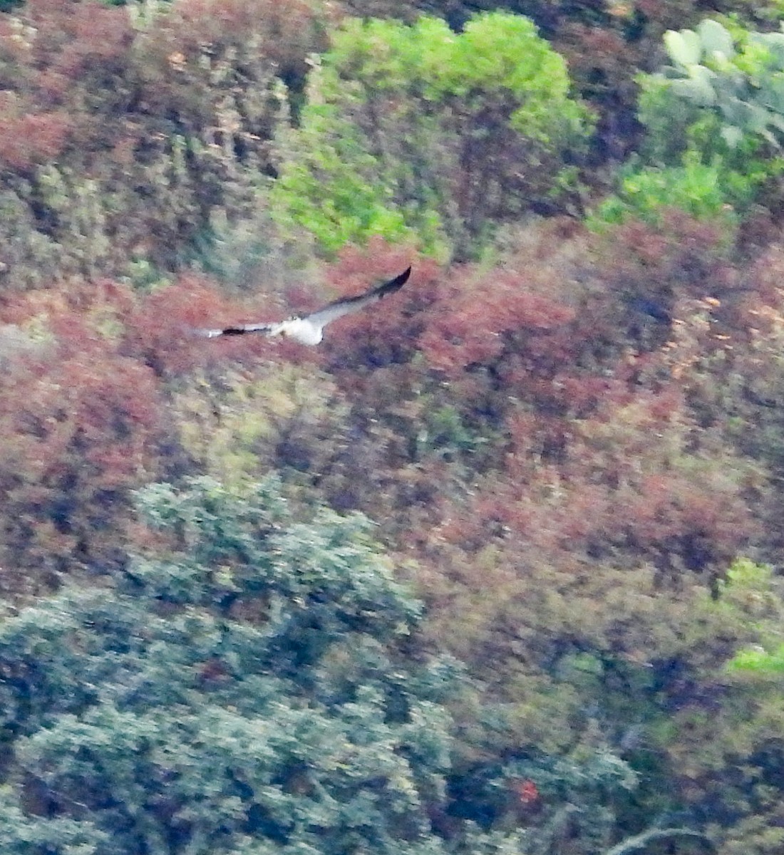 hvitstjertvåk - ML646823652