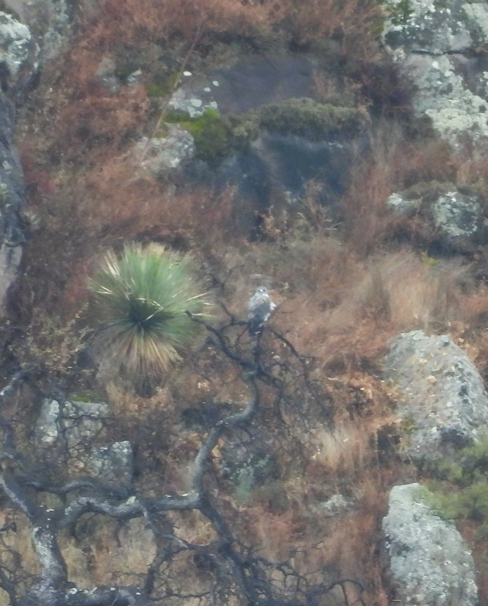 hvitstjertvåk - ML646823654