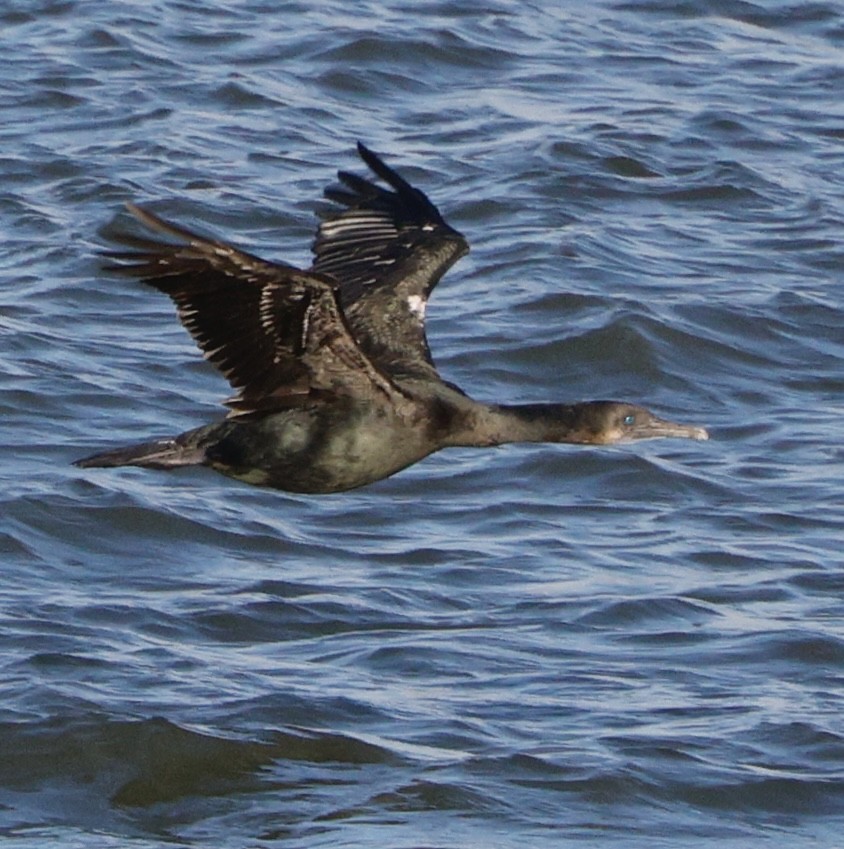 blåhakeskarv - ML646823655