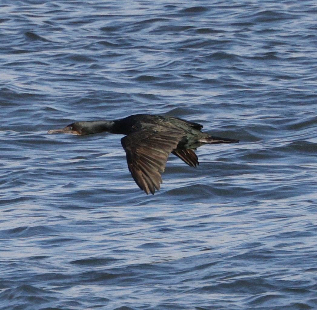 blåhakeskarv - ML646823656