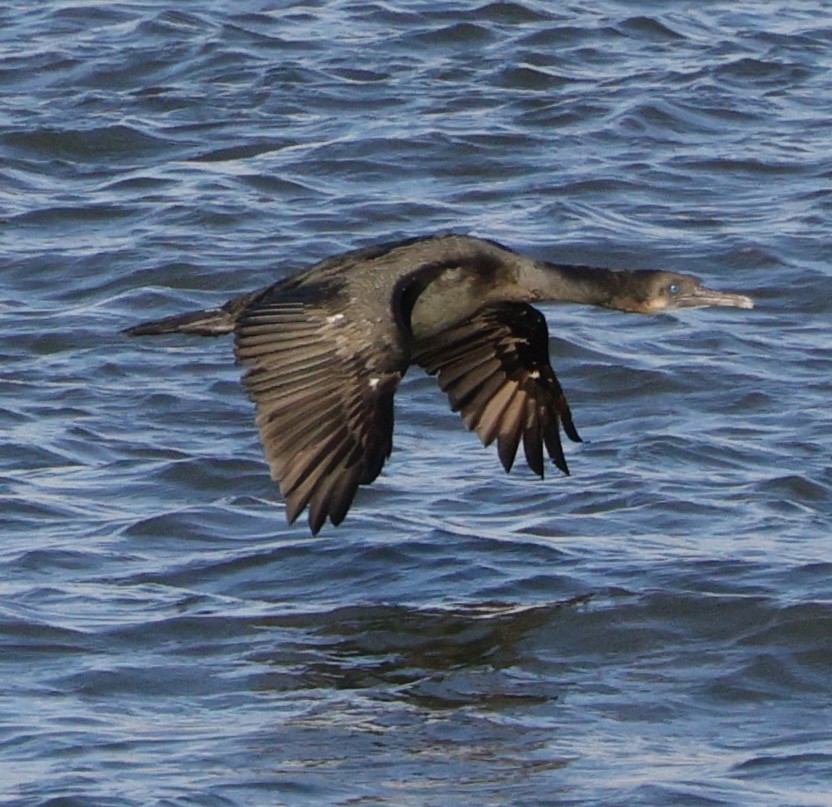 blåhakeskarv - ML646823657