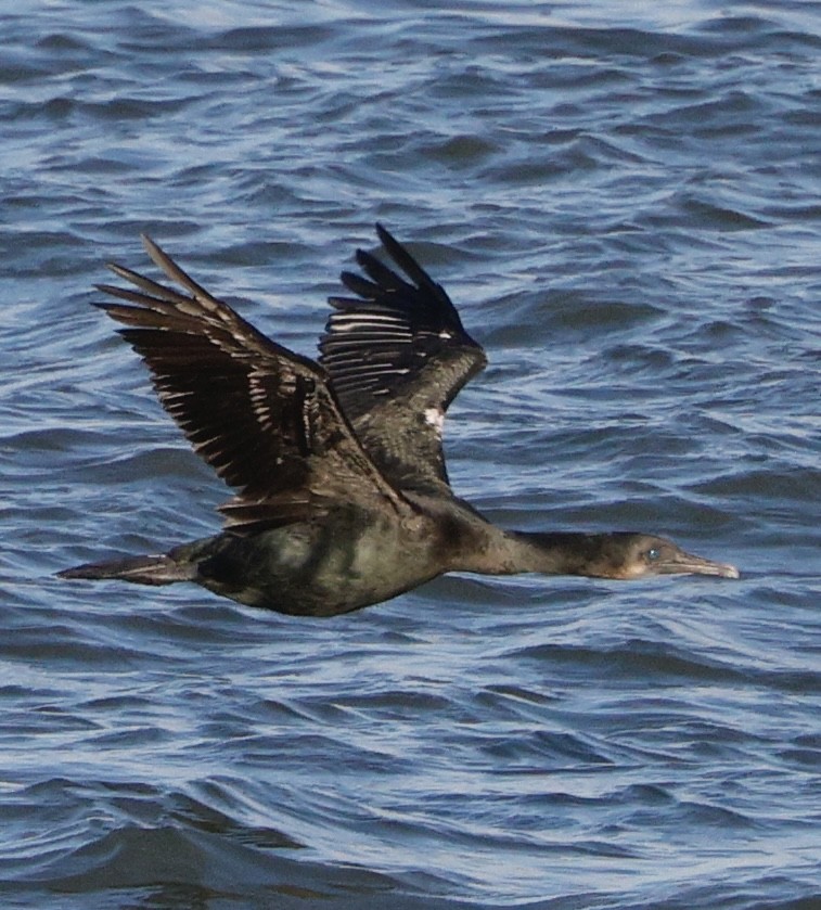 blåhakeskarv - ML646823658