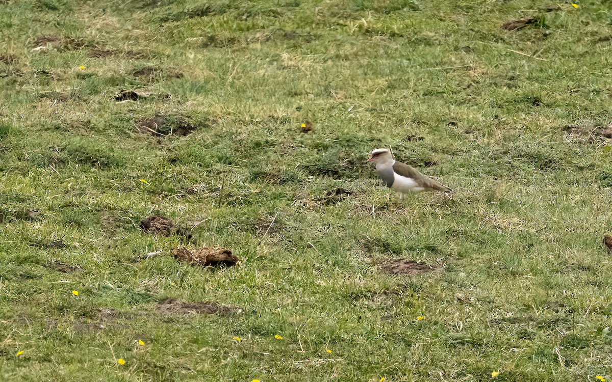 Andean Lapwing - ML646823659