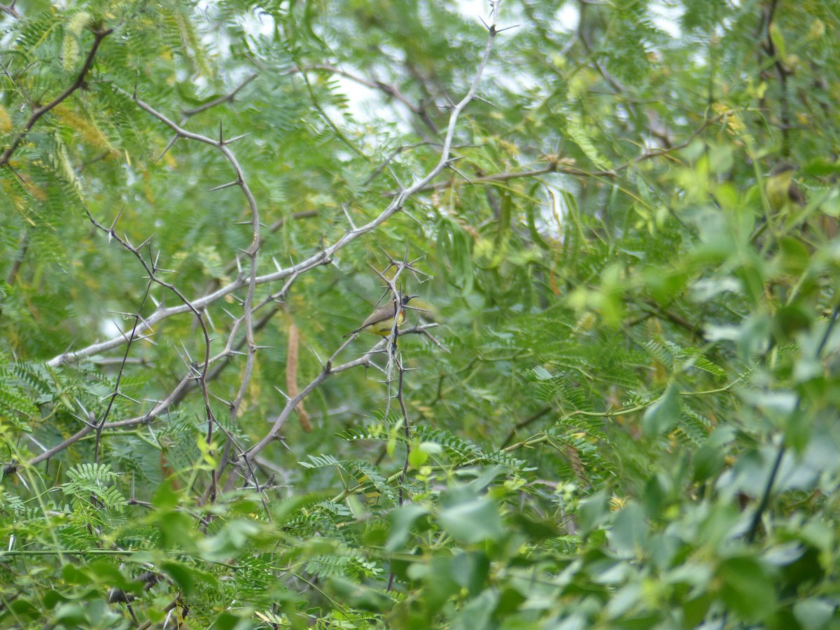 Souimanga orné - ML646823661