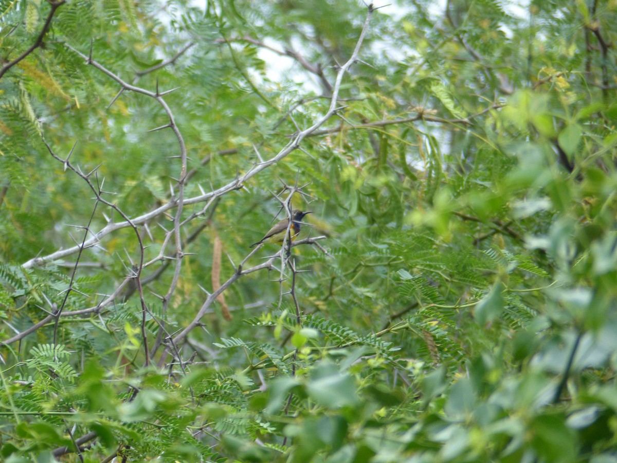 Souimanga orné - ML646823662