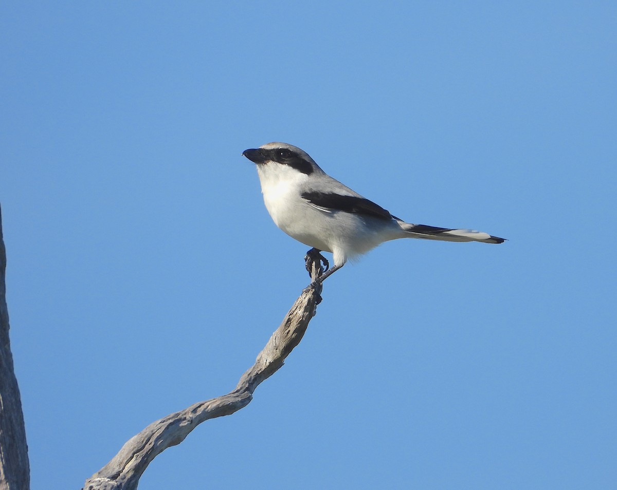 Loggerhead Shrike - ML646823671