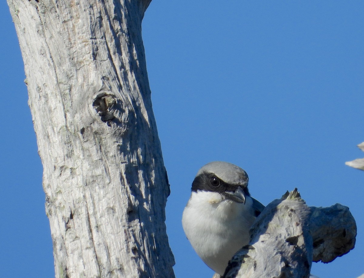 Loggerhead Shrike - ML646823674