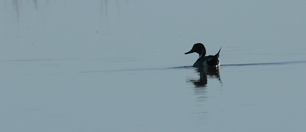 Шилохвость - ML646823675