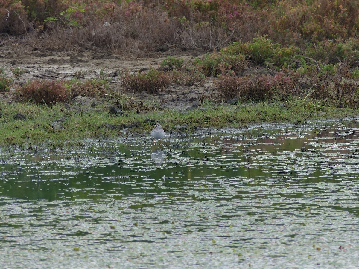 Chevalier arlequin - ML646823678