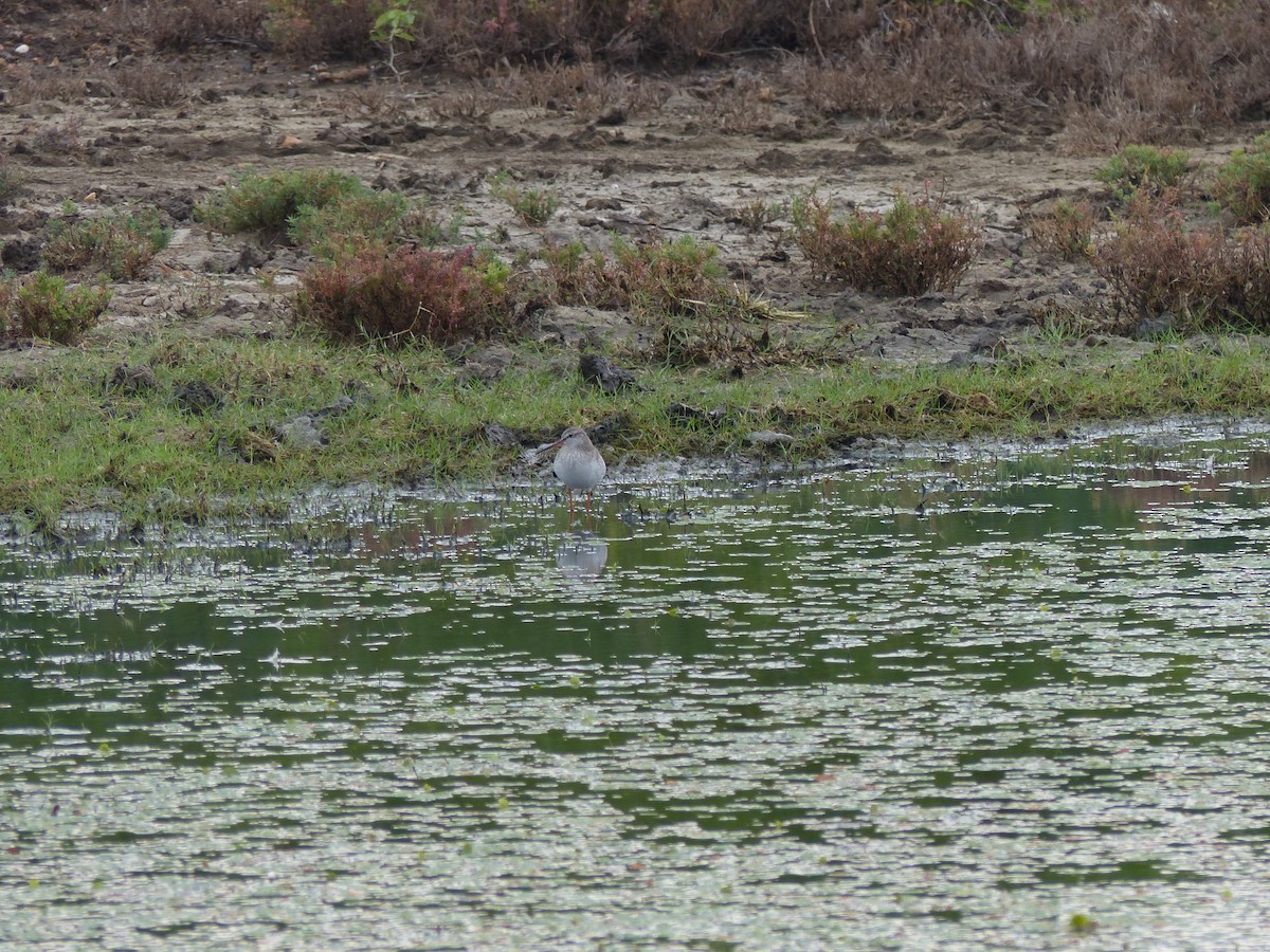 Chevalier arlequin - ML646823680