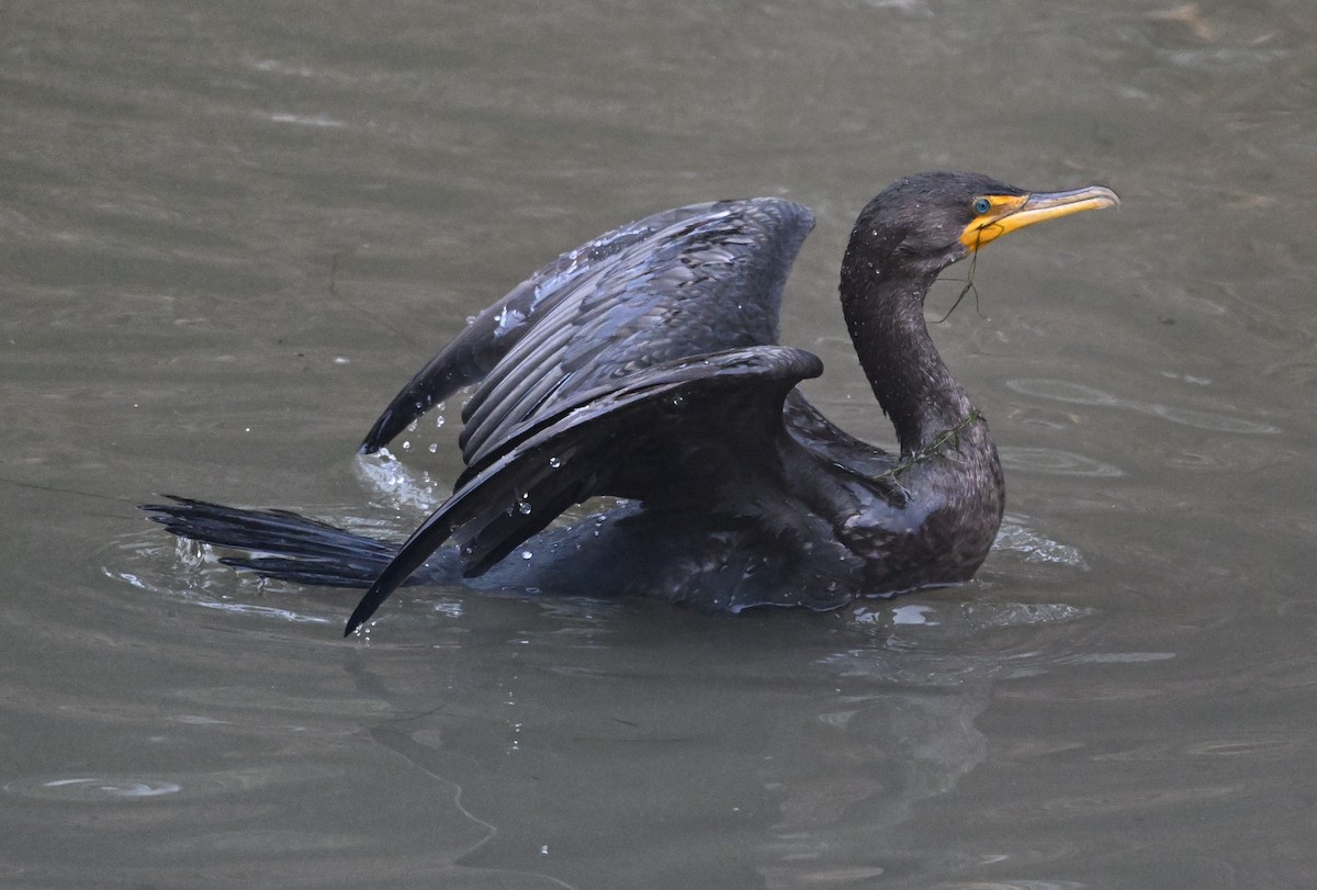 Cormorán Orejudo - ML646823684