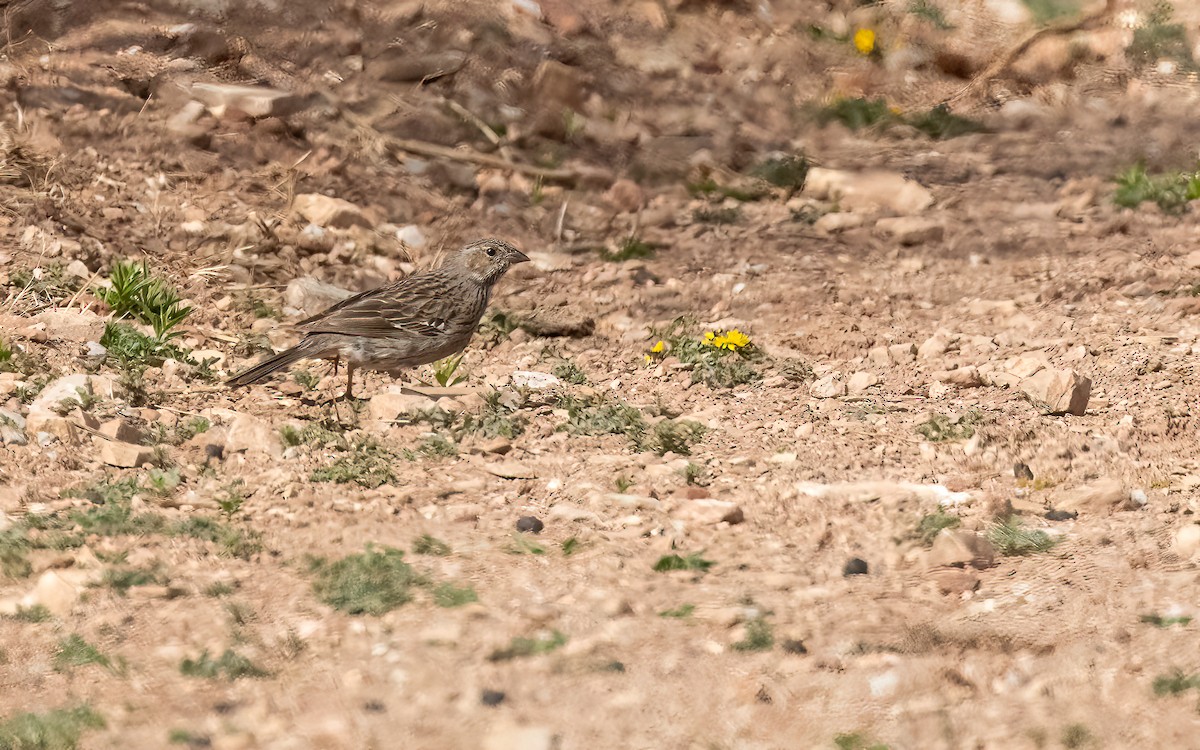 Mourning Sierra Finch - ML646823685