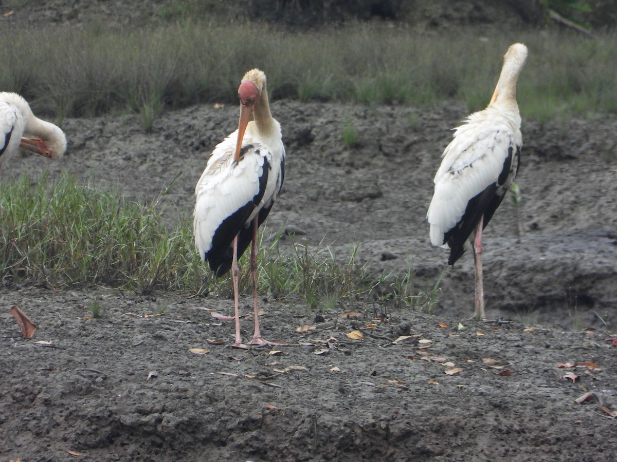 Milky Stork - ML646823686