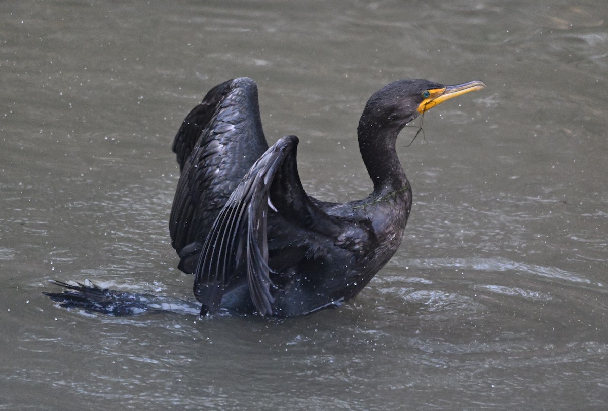 Cormorán Orejudo - ML646823687