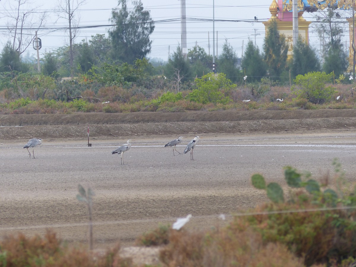 Héron cendré - ML646823688