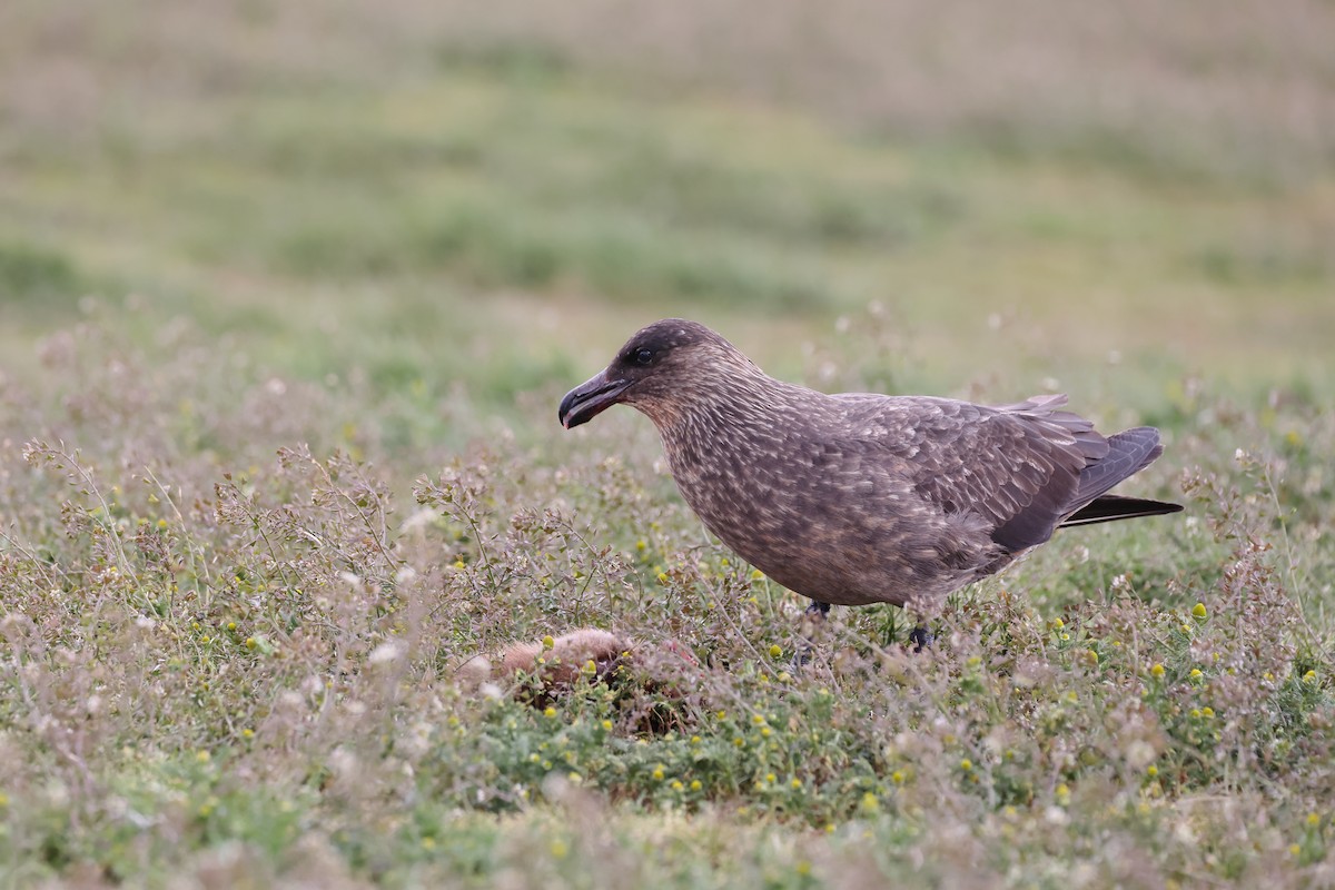 Chilean Skua - ML646823691