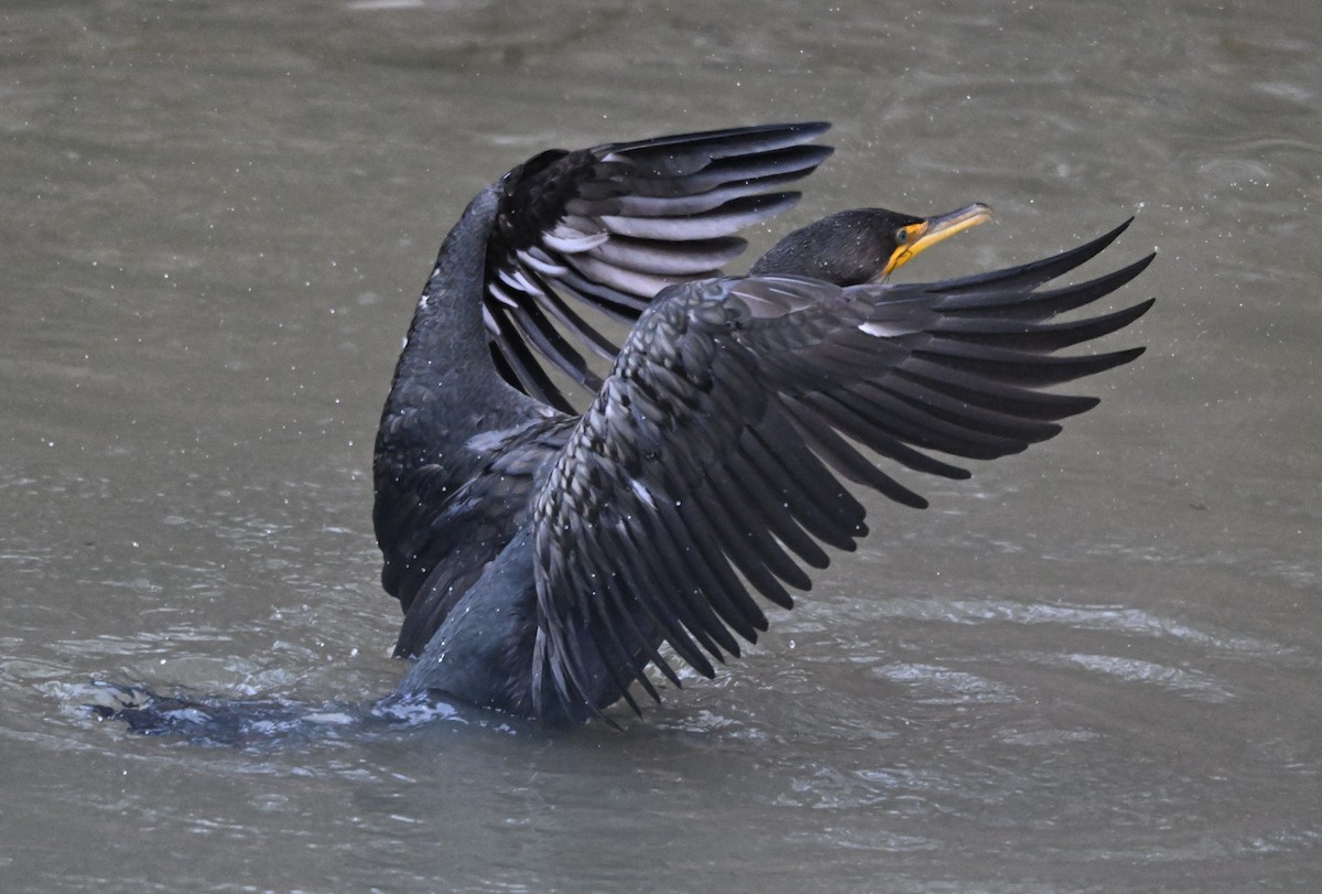 Cormorán Orejudo - ML646823692