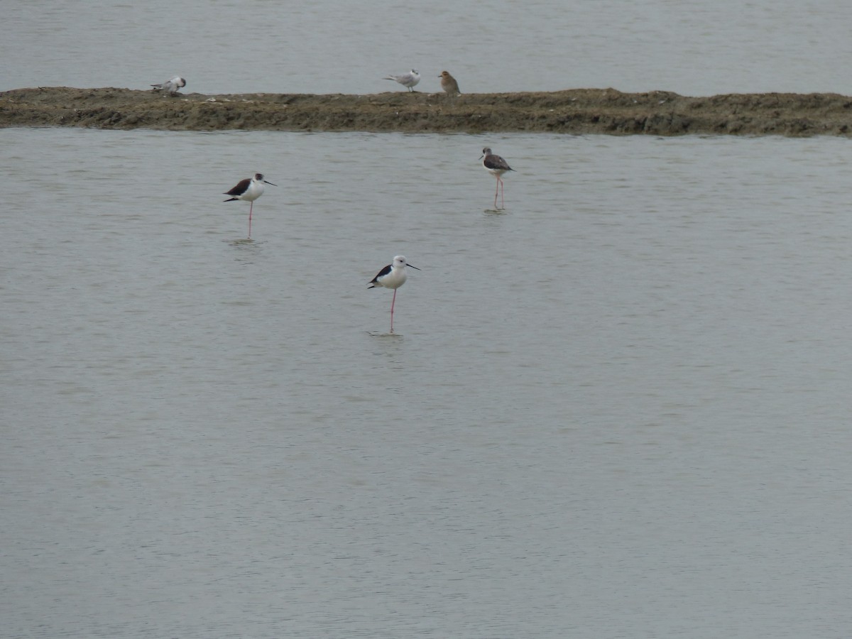 Échasse blanche - ML646823693