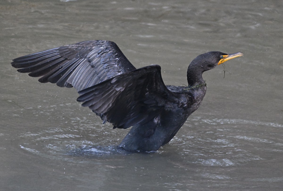 Cormorán Orejudo - ML646823694