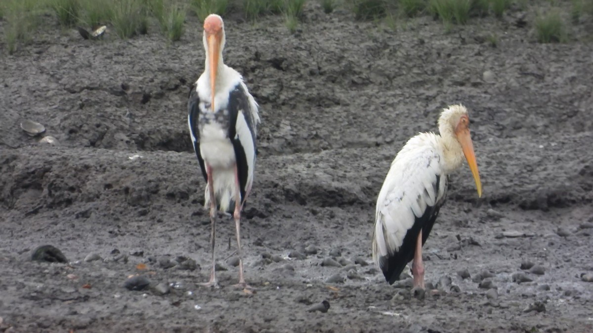 Painted Stork - ML646823696