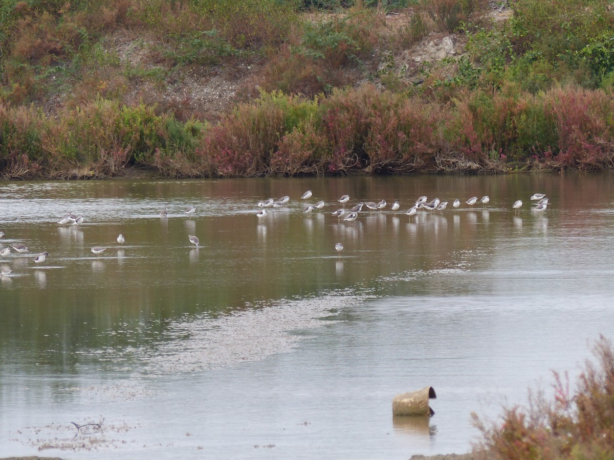 Chevalier stagnatile - ML646823699