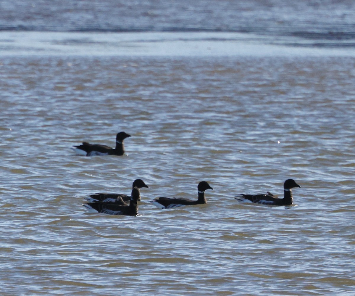 Brant - ML646823700