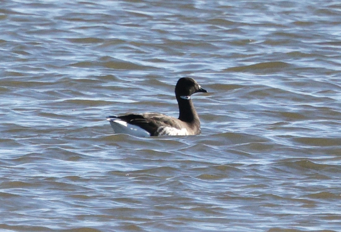 Brant - ML646823701