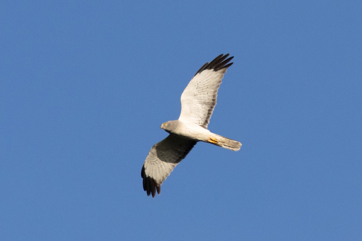 Northern Harrier - ML646823706