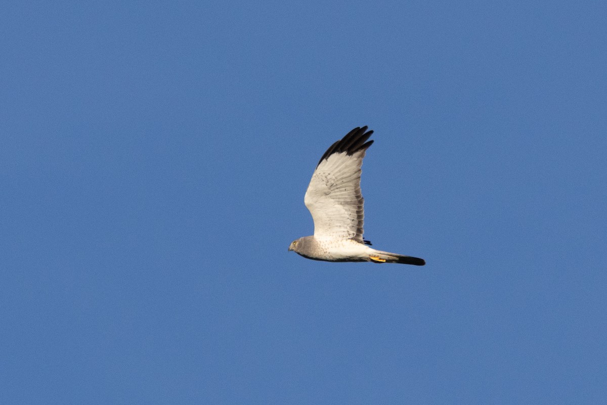 Northern Harrier - ML646823707