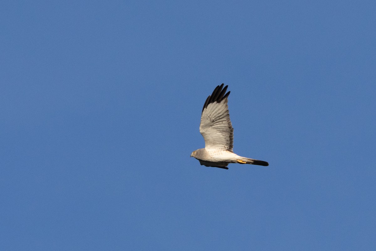 Northern Harrier - ML646823708
