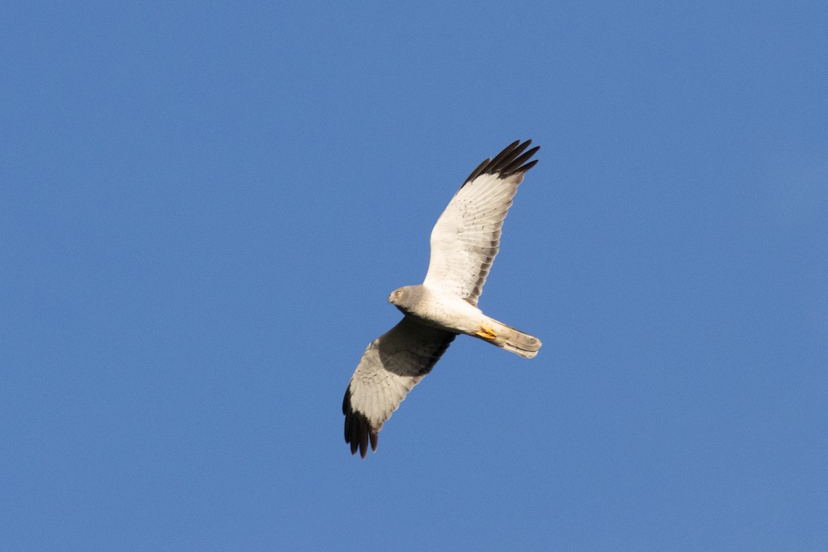 Northern Harrier - ML646823709