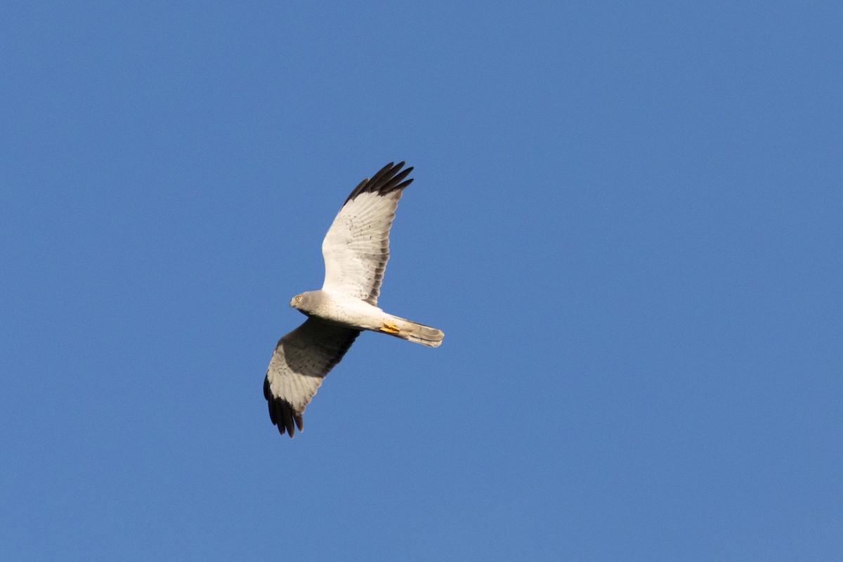 Northern Harrier - ML646823710