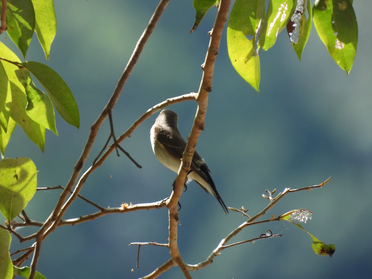 Taigaschnäpper - ML646823715