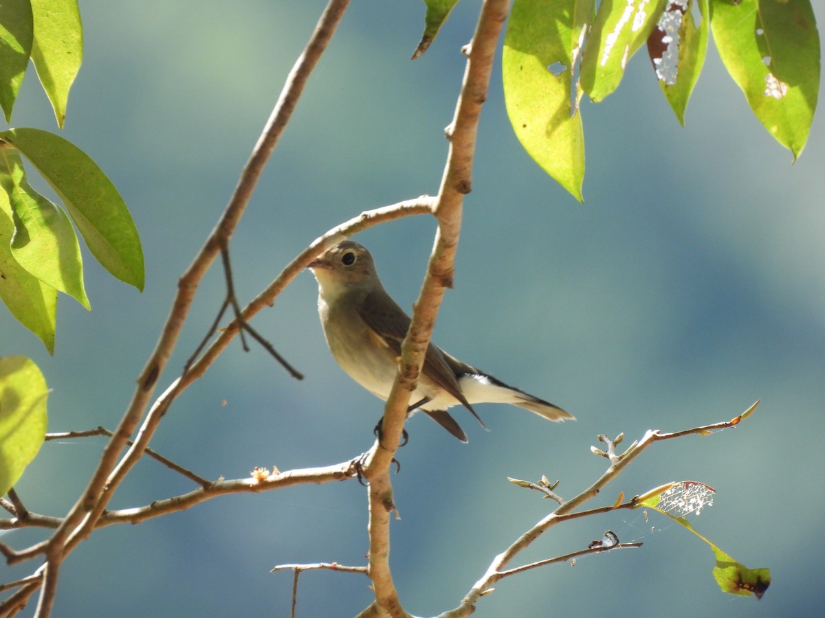 Taigaschnäpper - ML646823716