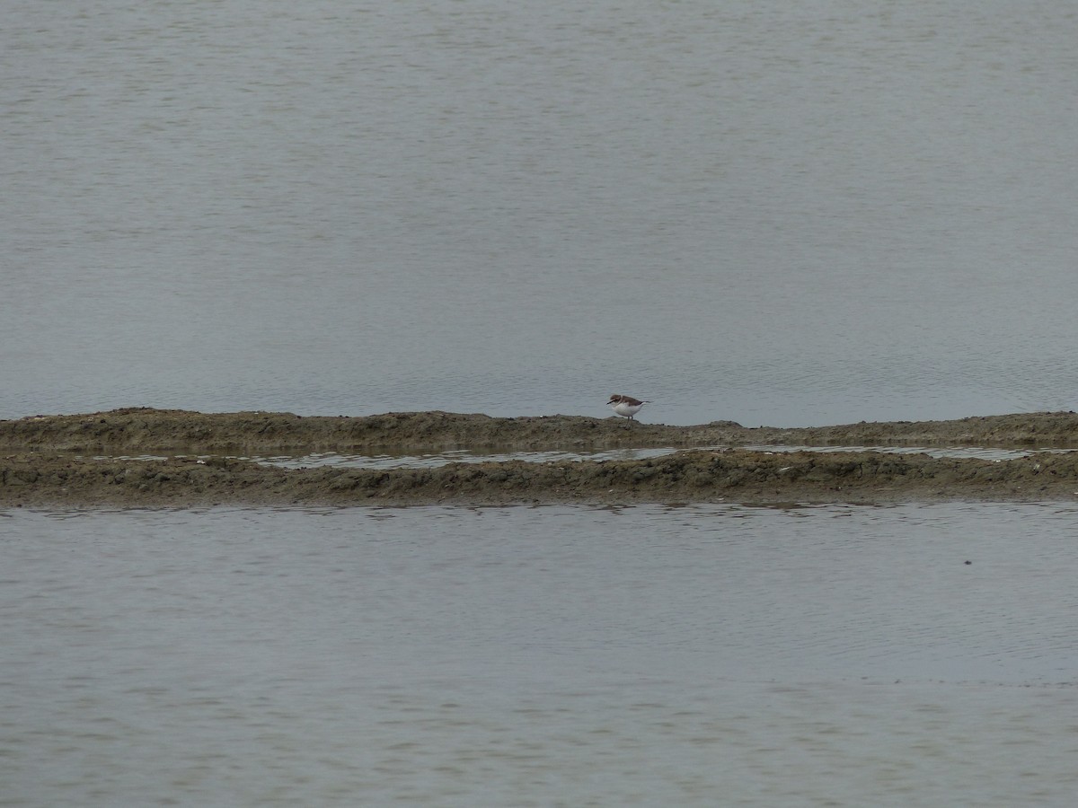 Pluvier à collier interrompu - ML646823717