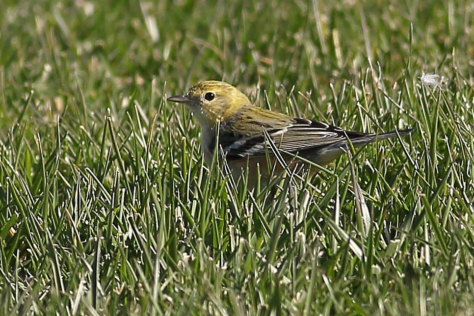 Braunkehl-Waldsänger - ML646823719