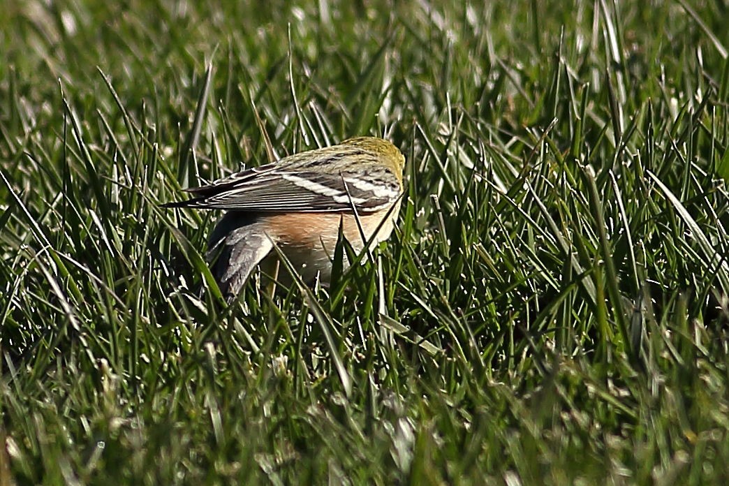 Braunkehl-Waldsänger - ML646823720