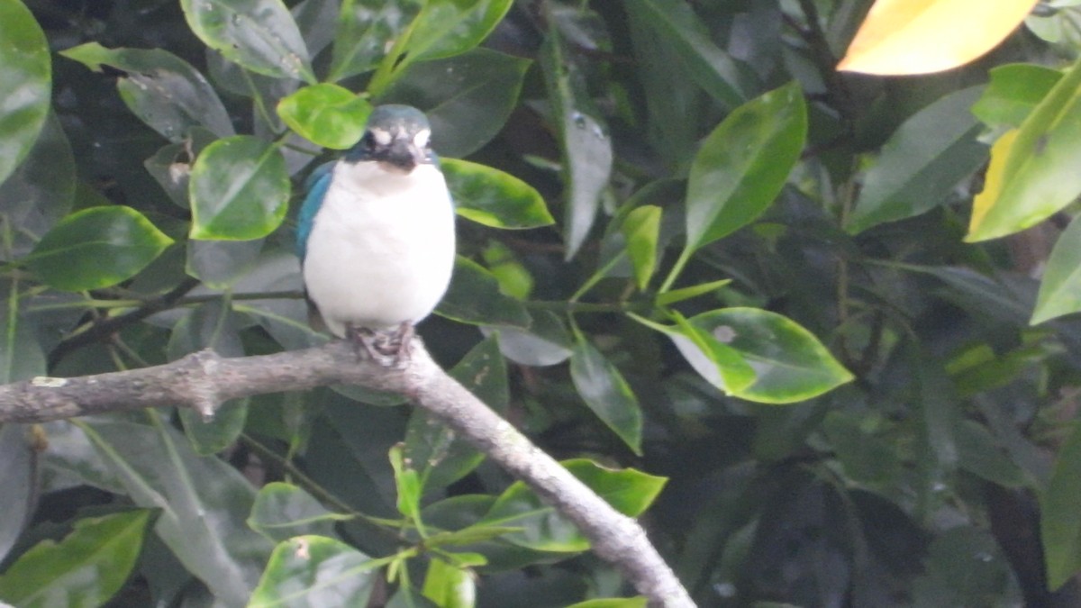 Collared Kingfisher - ML646823722