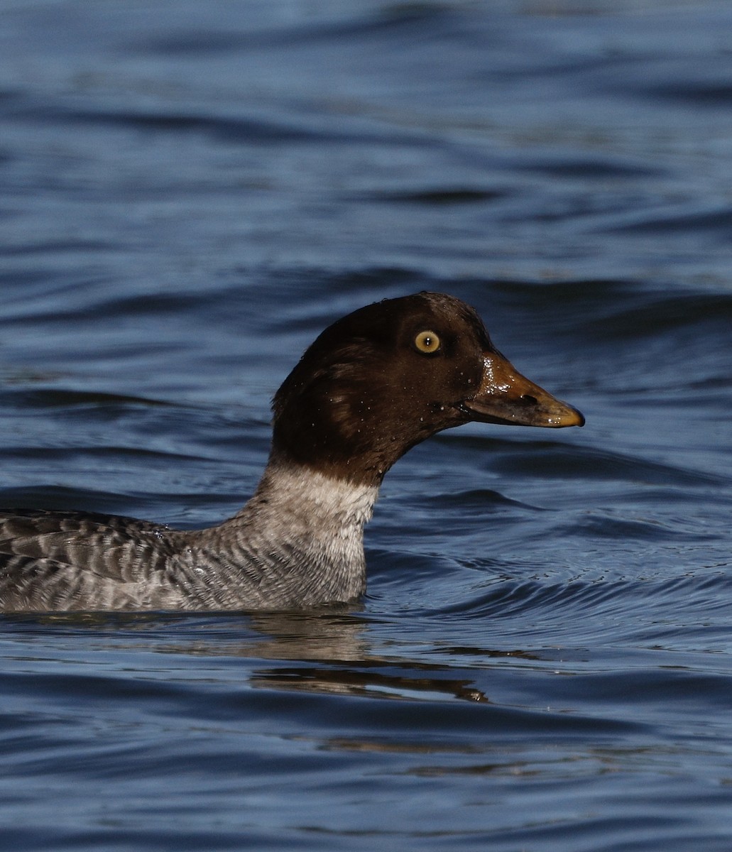Common Goldeneye - ML646823723